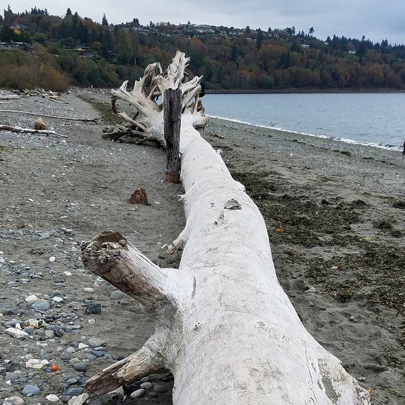 Shoreline Artist Residency